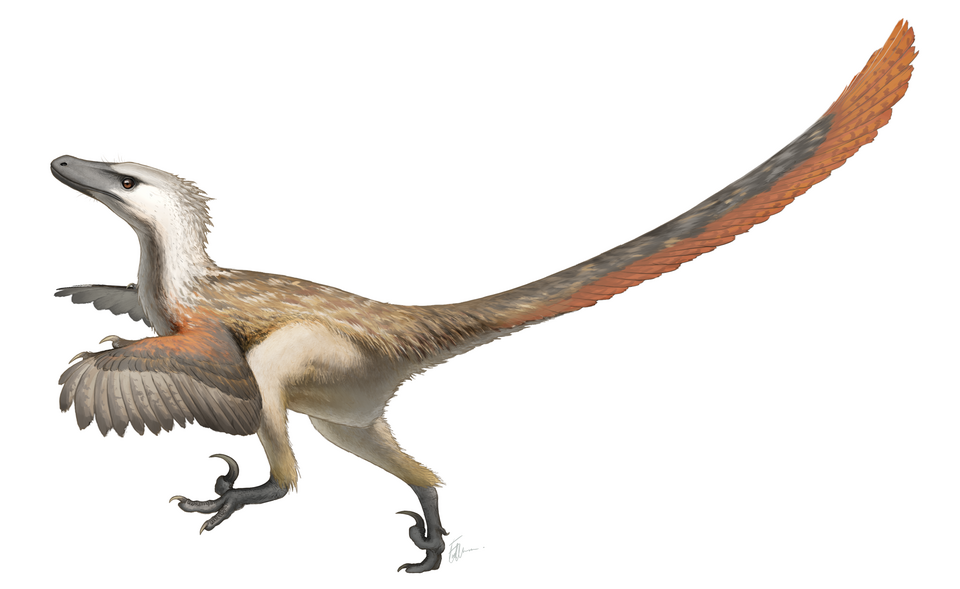 Fayl:Velociraptor Restoration.png