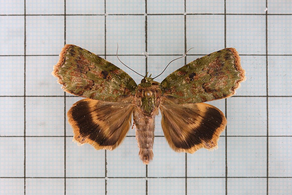Fayl:Blenina angulipennis.jpg