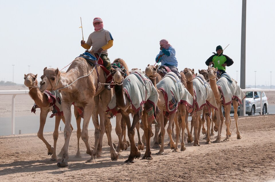 Fayl:Camel Race Track Qatar.jpg
