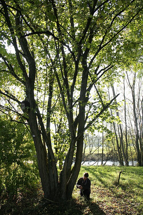 Fayl:Corylus chinensis JPG1b.jpg