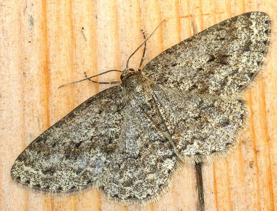 Fayl:Ectropis crepuscularia01.jpg