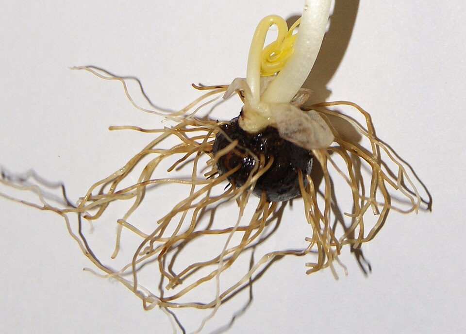Fayl:Eranthis hyemalis 000.jpg