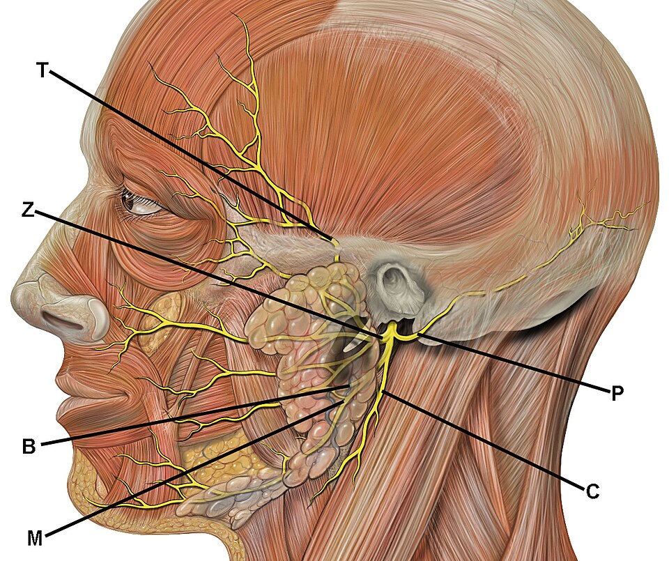 Fayl:Head facial nerve branches TZBMC.jpg