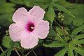 Ipomoea mauritiana
