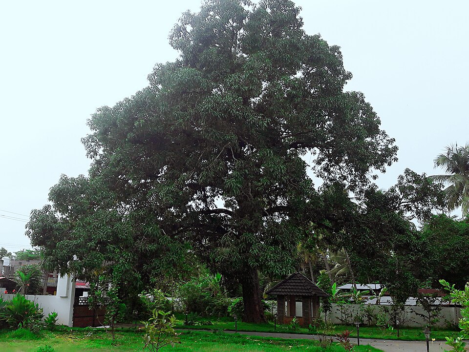Fayl:Mangifera indica 2z .jpg
