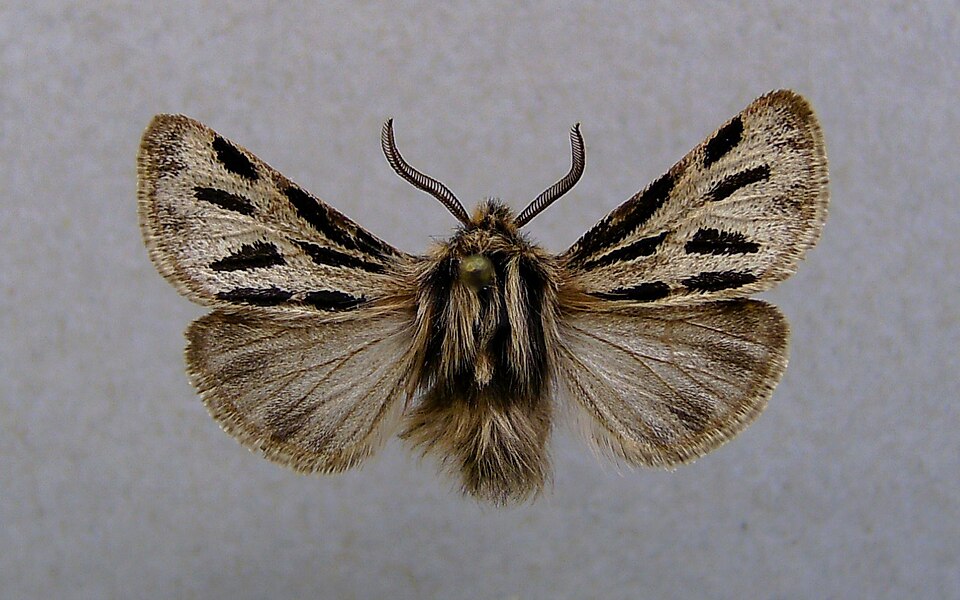 Fayl:Ocnogyna parasita.jpg
