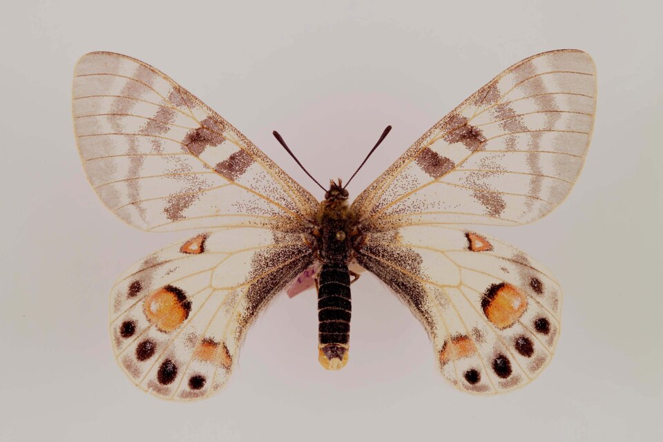 Fayl:Parnassius charltonius fem ulster.jpg