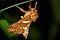 Hepialoidea