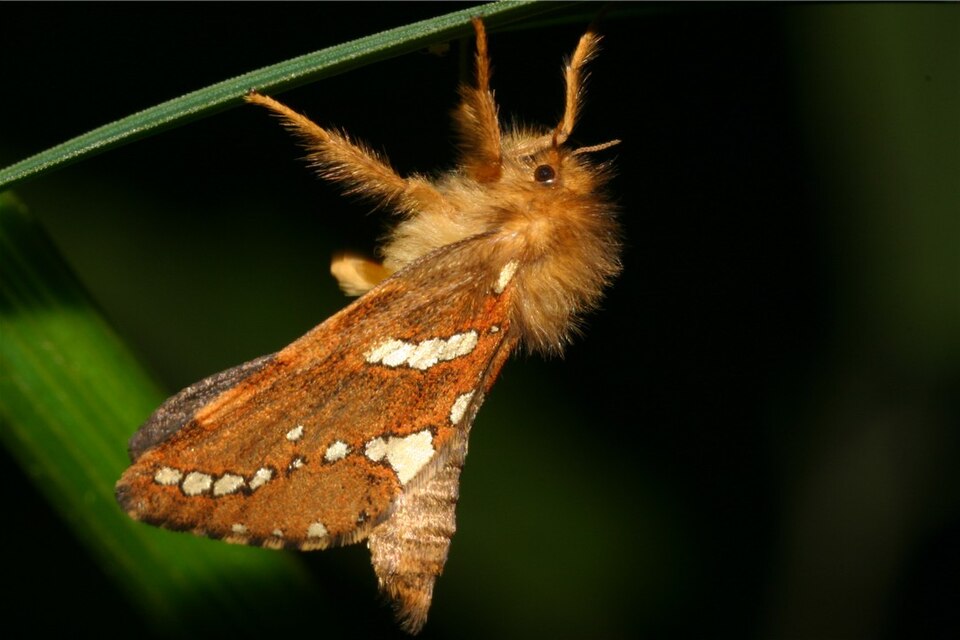 Fayl:Phymatopus hecta3.jpg