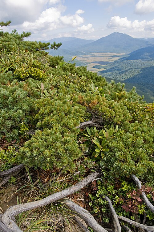 Fayl:Pinus pumila 03.jpg