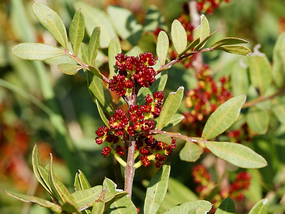 Fayl:Pistacia lentiscus (male flowers).jpg