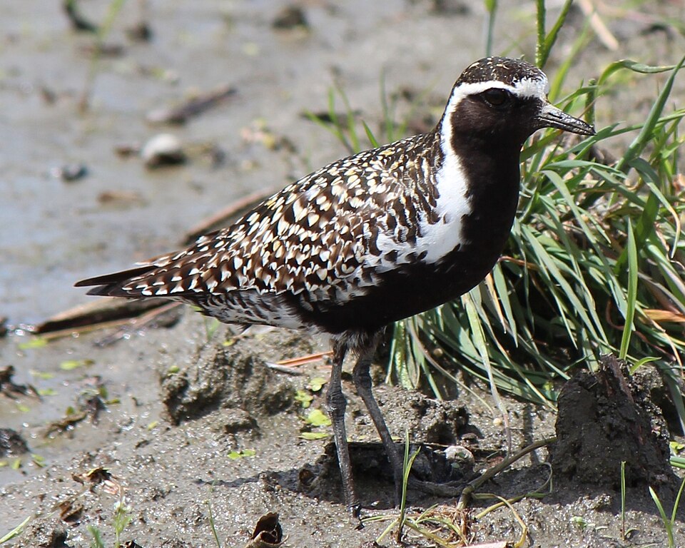 Fayl:Pluvialis fulva.JPG