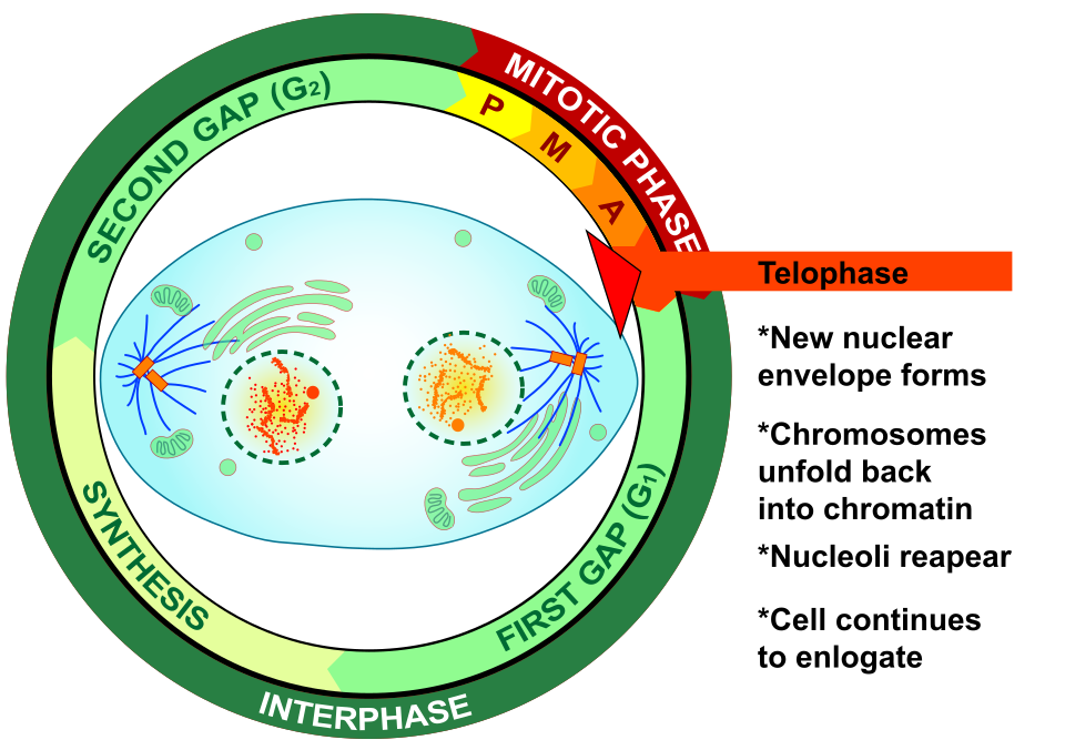 Fayl:Telophase eukaryotic mitosis.svg