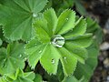Oddiy ayol mantiyasi (Alchemilla vulgaris)