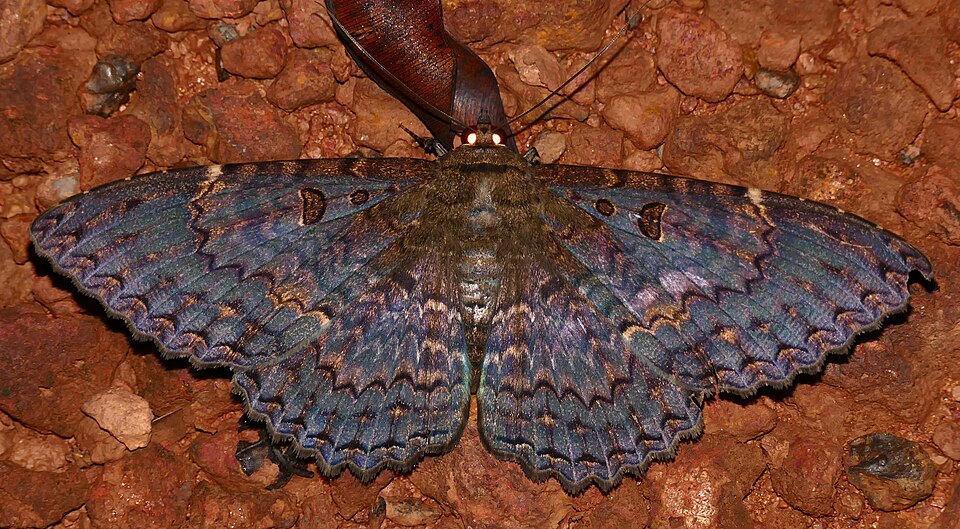 Fayl:Erebid Moth (Feigeria scops) (28105022779).jpg