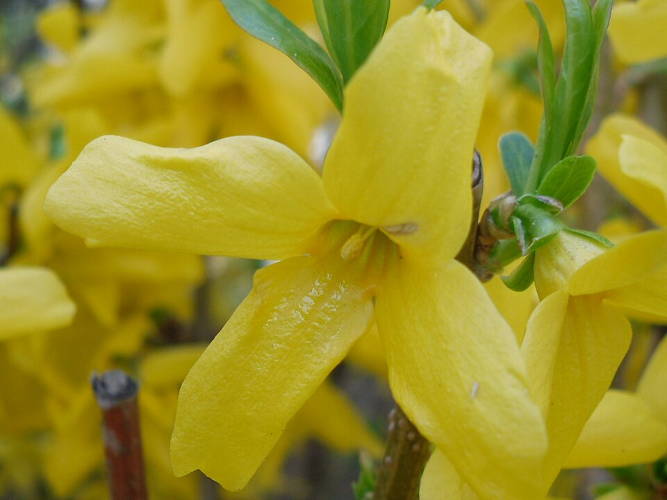 Fayl:Forsythia flower cut.JPG