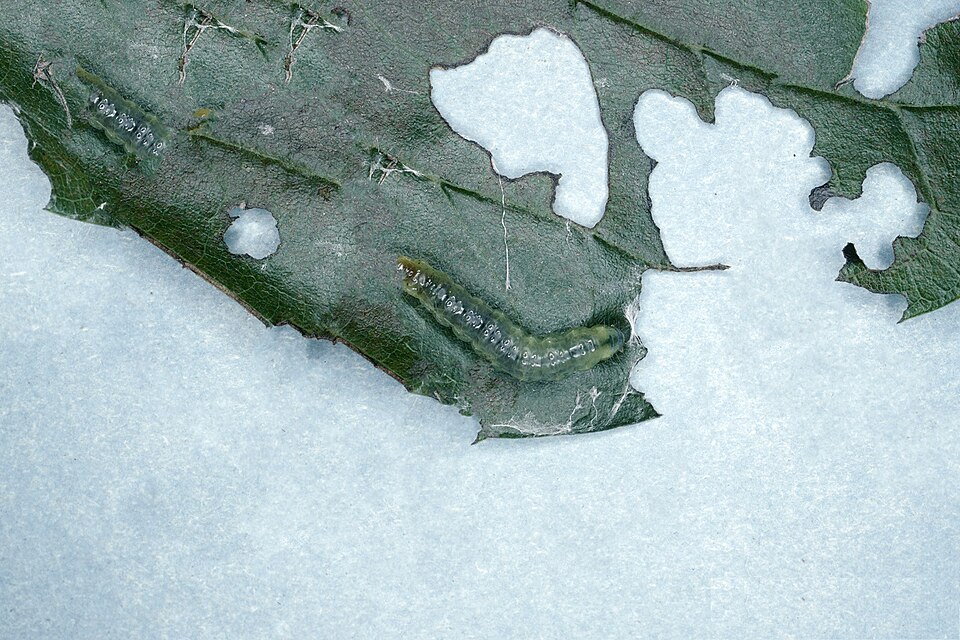 Fayl:Glyphodes sibillalis larva.jpg