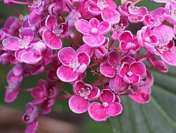 Hydrangea macrophylla 'Hopcorn'