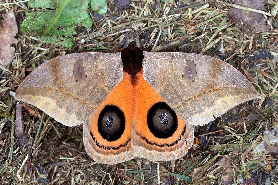 Fayl:Peacock moth silkmoth (Automeris amanda).JPG