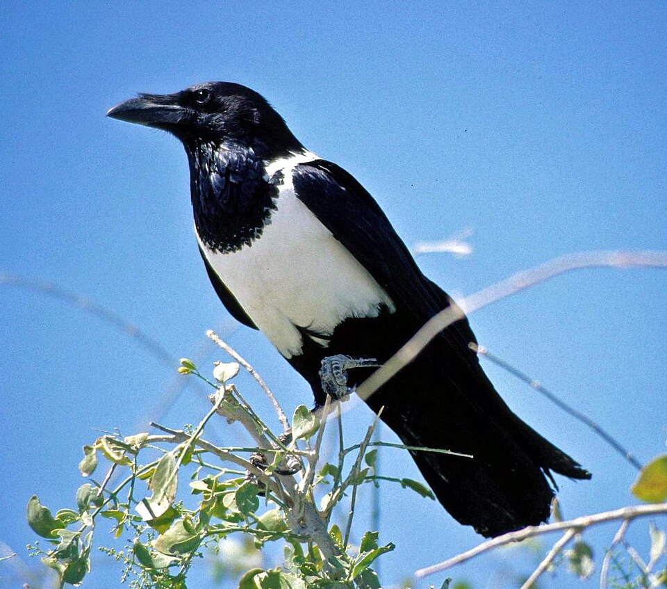 Fayl:Pied Crow.jpg
