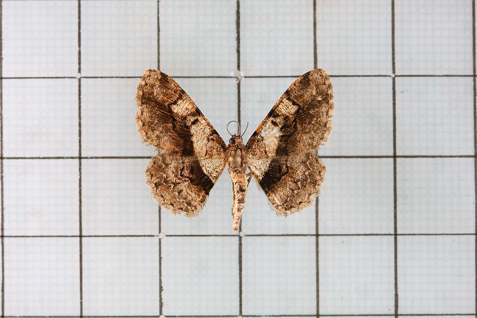 Fayl:Satoblephara owadai.jpg