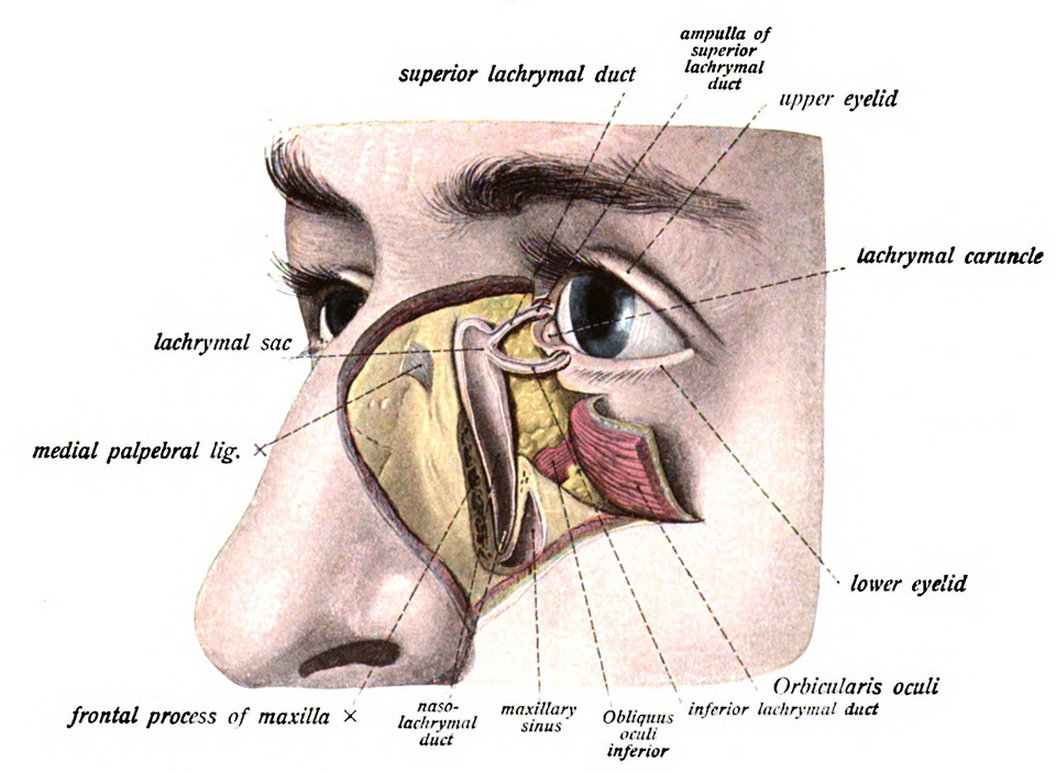 Fayl:Sobo 1909 765.png