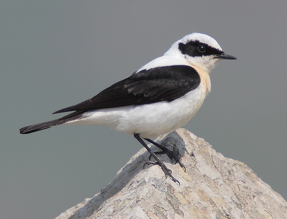 Fayl:45-090506-black-eared-wheatear-at-Ipsilou-Monastery-.jpg