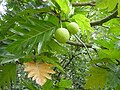 Gavayidagi Artocarpus altilis