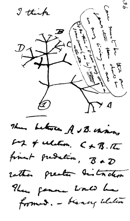 Fayl:Darwin tree.png