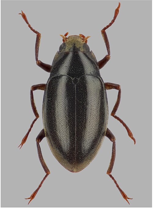 Fayl:Elmomorphus corpulentus.jpg