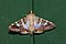 Glyphodes