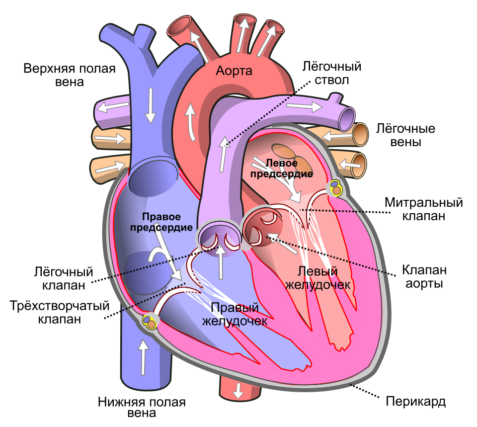 Fayl:Heart ru.svg