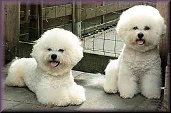 Ikkita Bichon Frise shou kesmasida