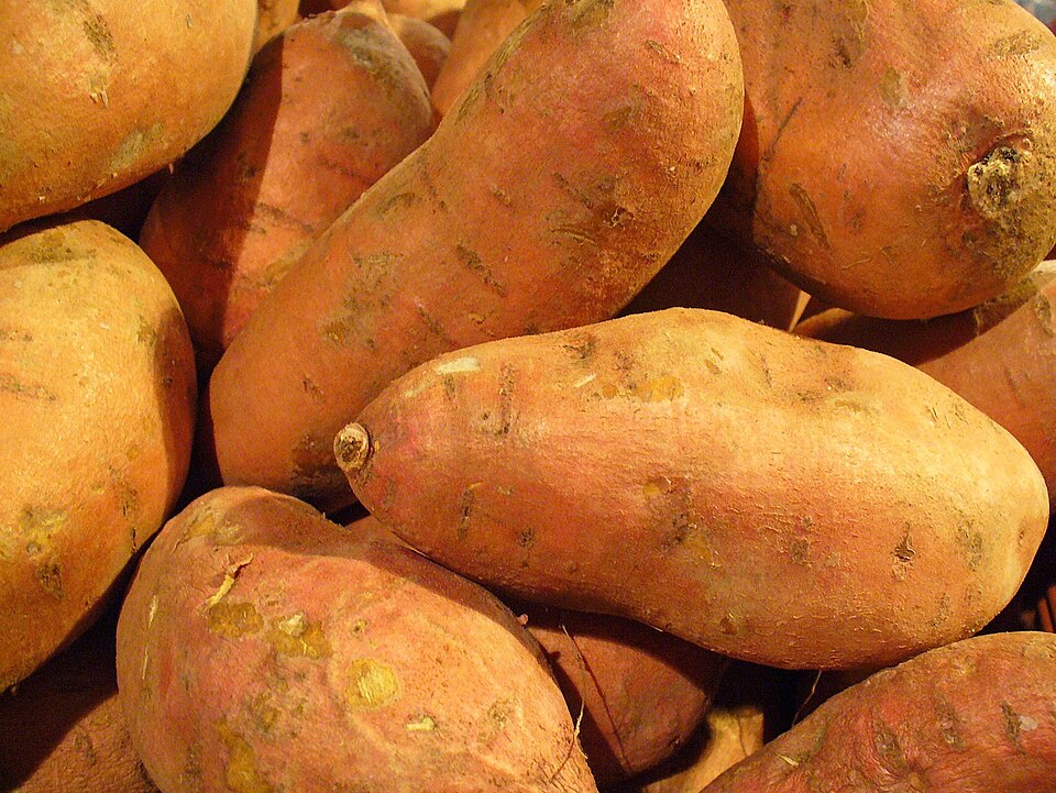 Fayl:Ipomoea batatas 006.JPG