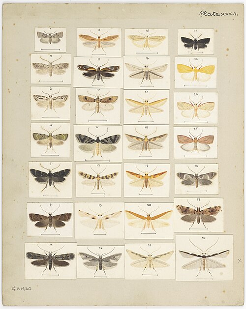 Fayl:MA I437893 TePapa Plate-XXXII-The-butterflies full.jpg