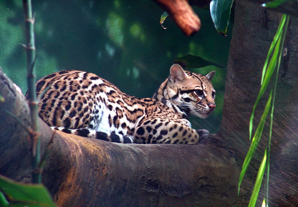 Fayl:Ocelot 01.jpg