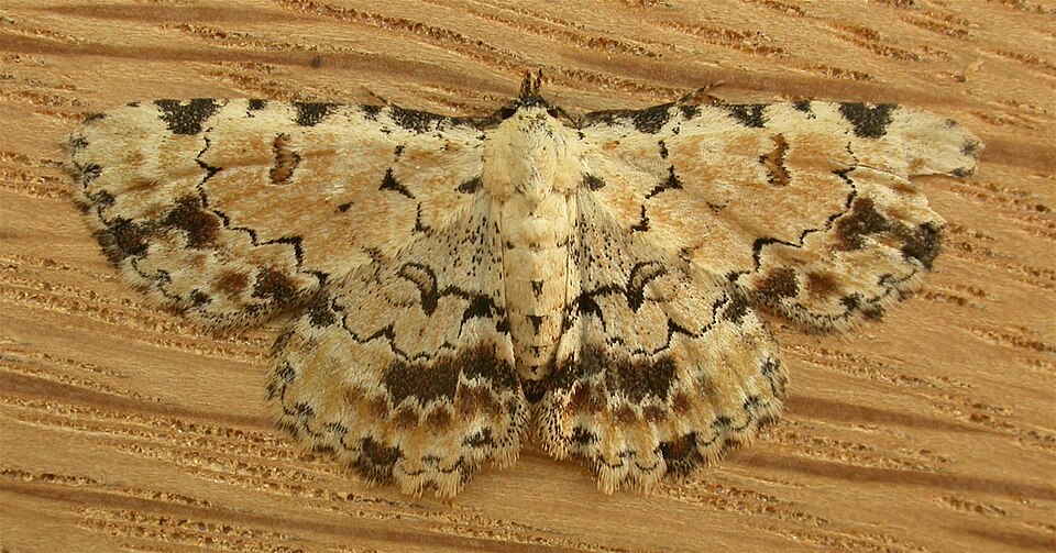 Fayl:Sandava scitisignata.jpg