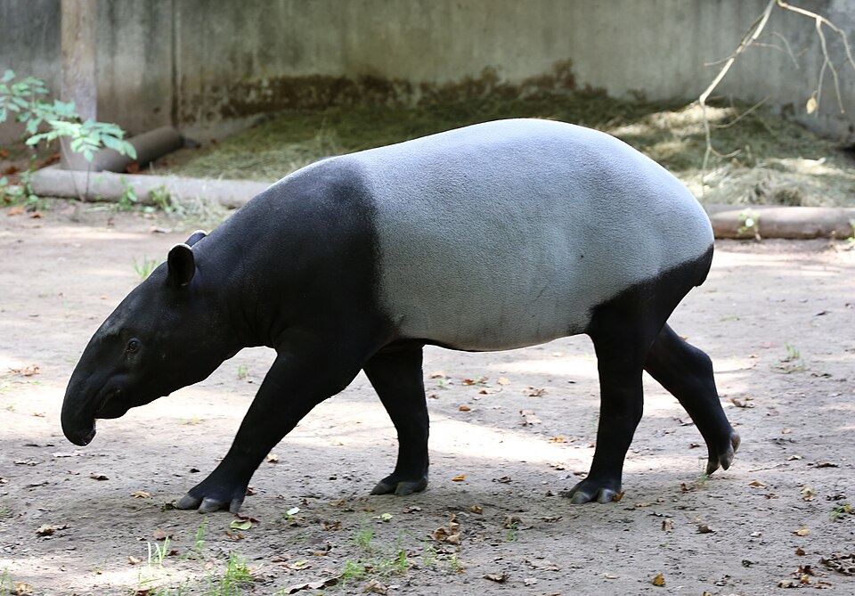 Fayl:Schabrackentapir Tapirus indicus Tiergarten-Nuernberg-1.jpg