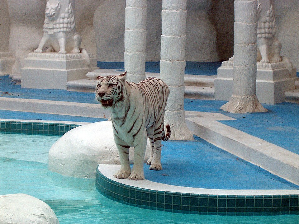 Fayl:The Mirage White Tiger.jpg