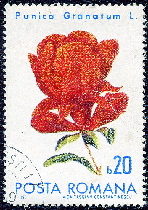 Fayl:1971. Punika Granatum.jpg