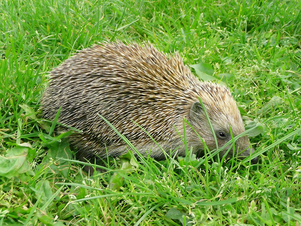 Fayl:2008 Hedgehog 1020932.jpg