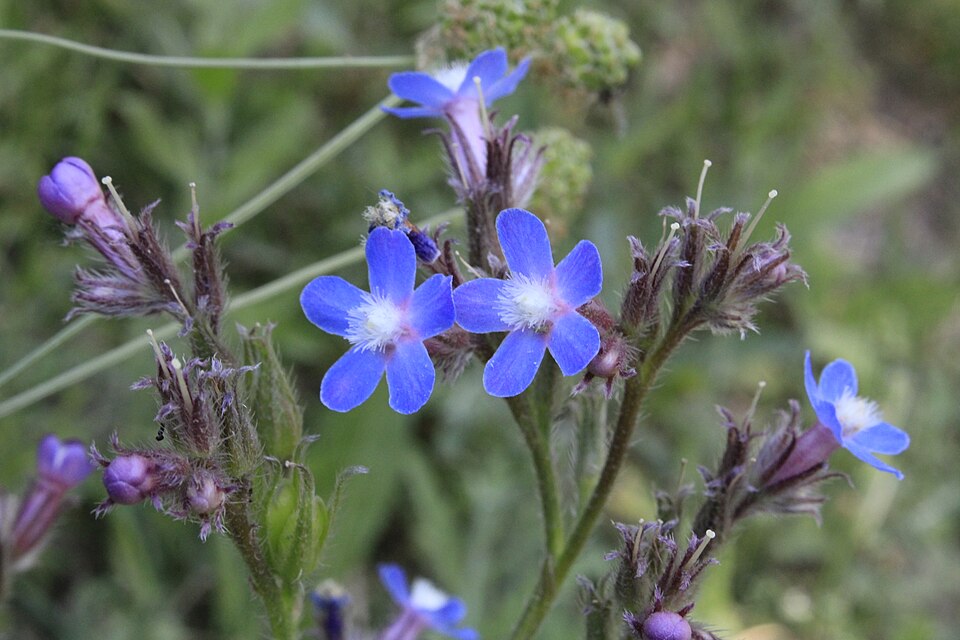 Fayl:Garden anchusa (lat. Anchusa azurea).jpg