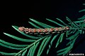 Larva