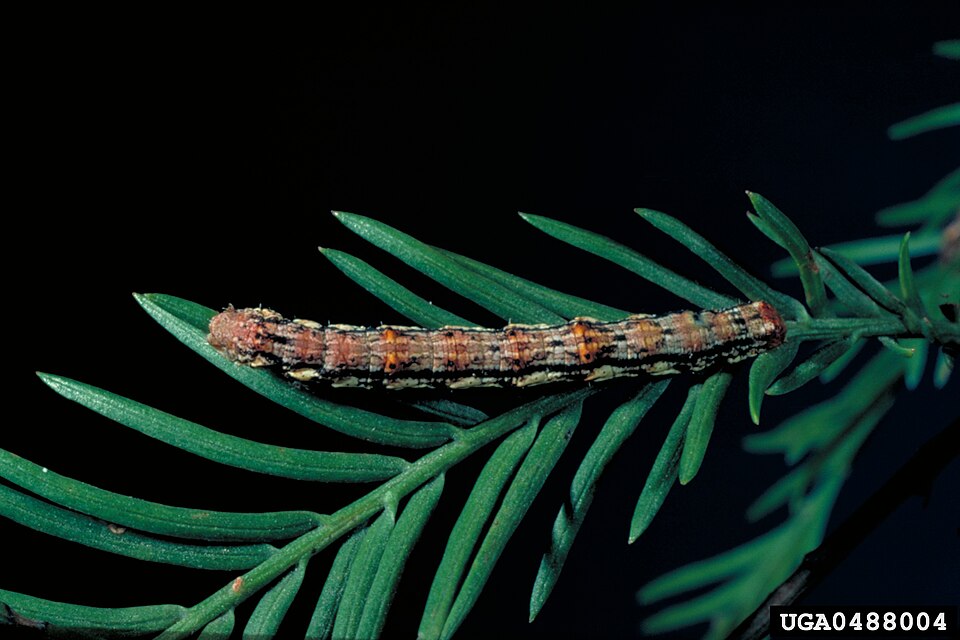 Fayl:Iridopsis pergracilis larva1.jpg