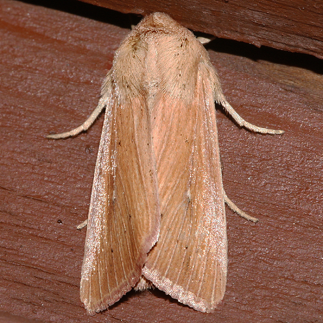 Fayl:Leucania farcta roseola 04.jpg