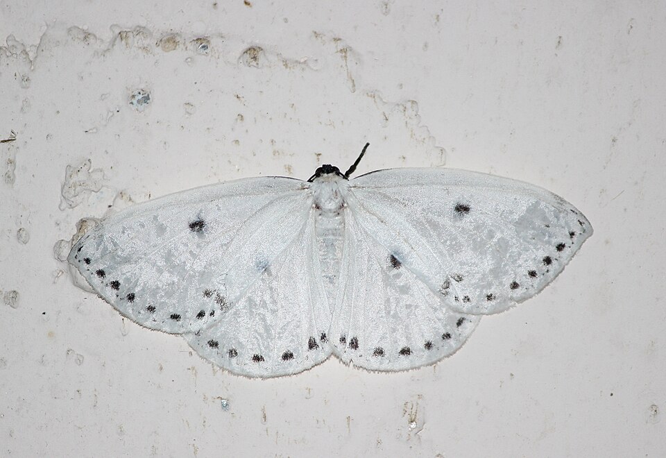 Fayl:Moth FIROS.jpg