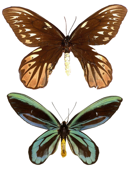 Fayl:Ornithoptera alexandrae.png