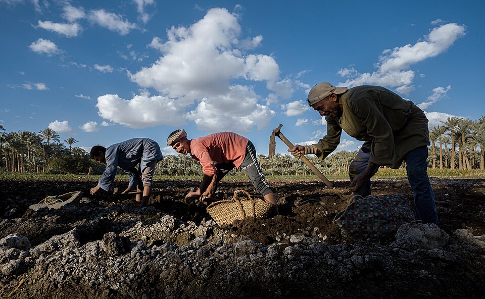 Fayl:Potato cultivation 1.jpg