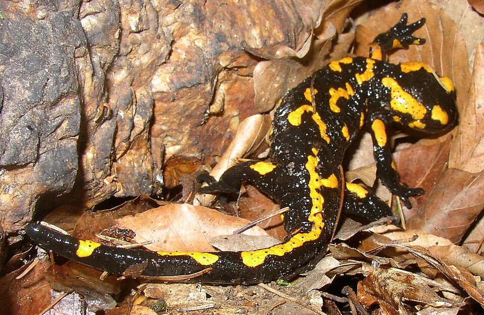 Fayl:Salamandra salamandra CZ.JPG