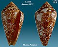 Conus dalli Stearns, 1873